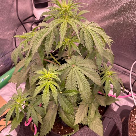Unknown strain growlog timeline photo