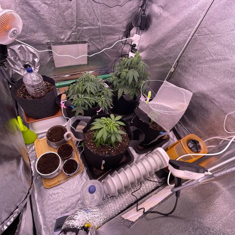 Unknown strain growlog timeline photo