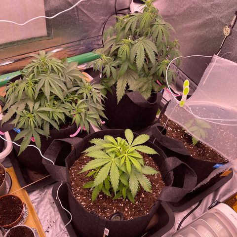 Unknown strain growlog timeline photo