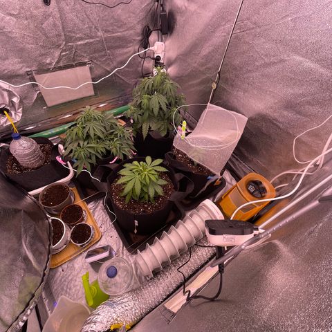 Unknown strain growlog timeline photo