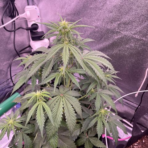 Unknown strain growlog timeline photo