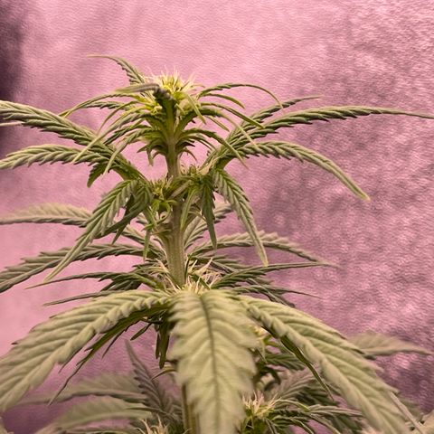Unknown strain growlog timeline photo