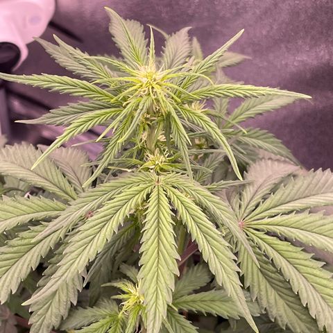 Unknown strain growlog timeline photo