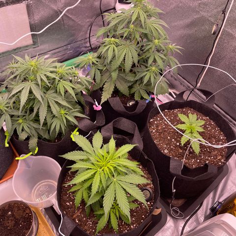 Unknown strain growlog timeline photo