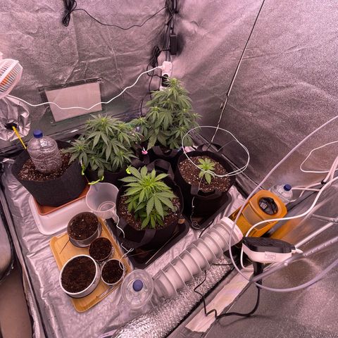 Unknown strain growlog timeline photo