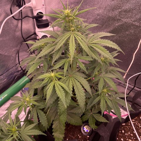 Unknown strain growlog timeline photo
