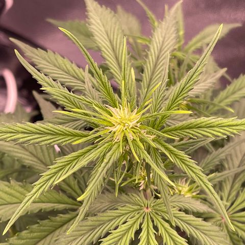 Unknown strain growlog timeline photo