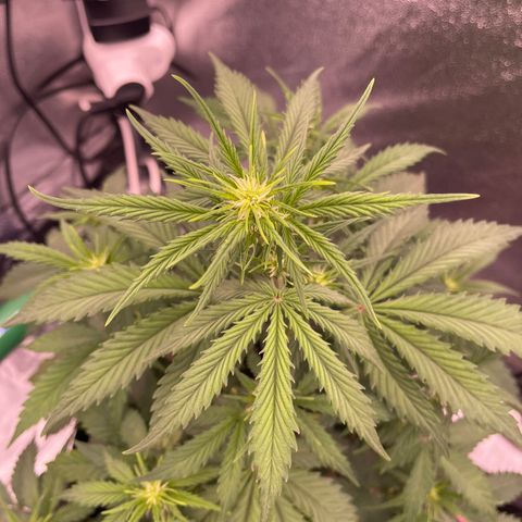 Unknown strain growlog timeline photo