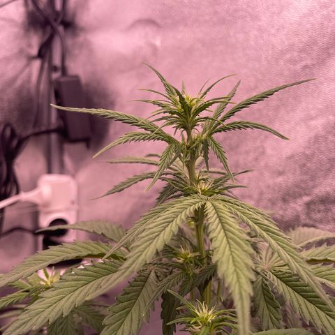 Unknown strain growlog timeline photo