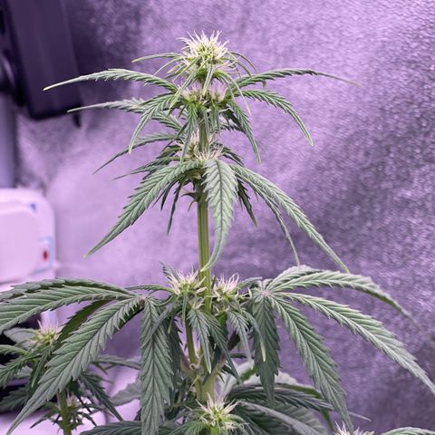 Unknown strain growlog timeline photo
