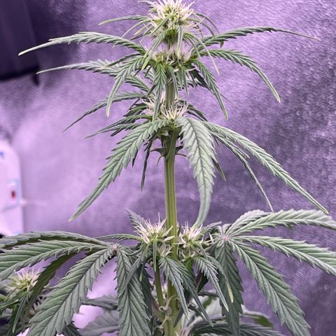 Unknown strain growlog timeline photo