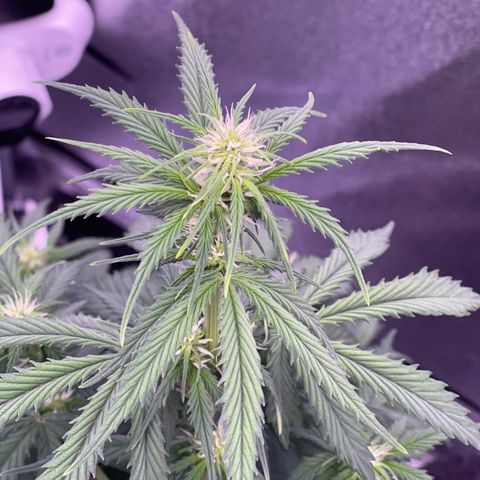 Unknown strain growlog timeline photo