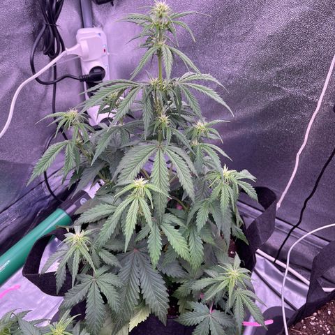 Unknown strain growlog timeline photo
