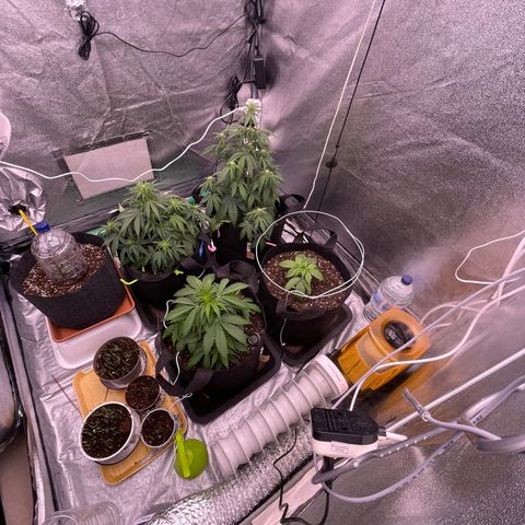 Unknown strain growlog timeline photo