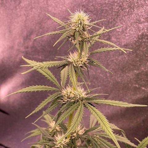 Unknown strain growlog timeline photo