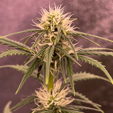 Unknown strain growlog timeline photo