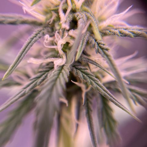 Unknown strain growlog timeline photo