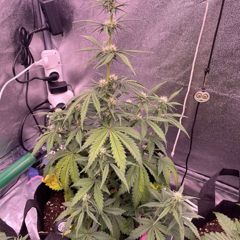 Unknown strain growlog timeline photo