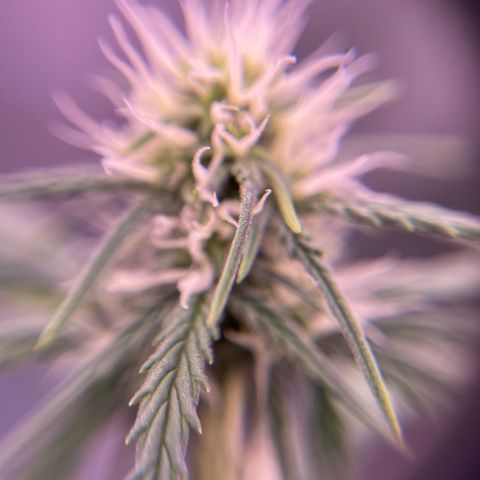 Unknown strain growlog timeline photo
