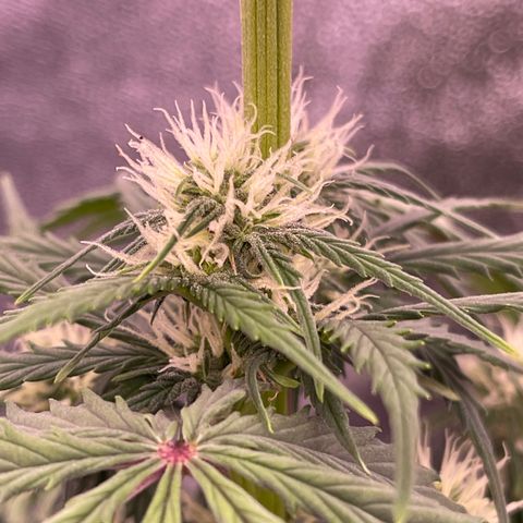 Unknown strain growlog timeline photo