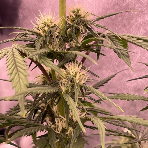 Unknown strain growlog timeline photo