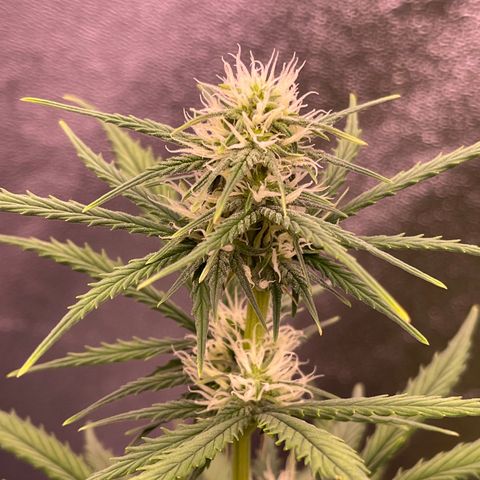 Unknown strain growlog timeline photo