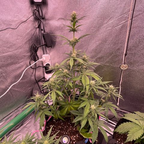 Unknown strain growlog timeline photo