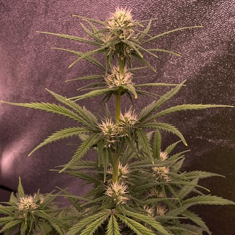 Unknown strain growlog timeline photo