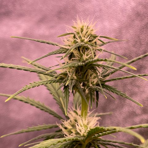 Unknown strain growlog timeline photo