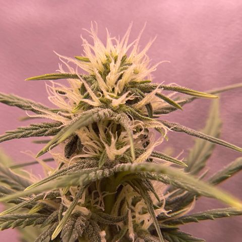 Unknown strain growlog timeline photo