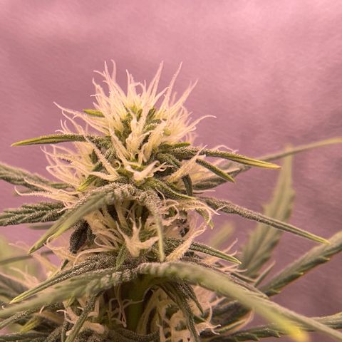 Unknown strain growlog timeline photo