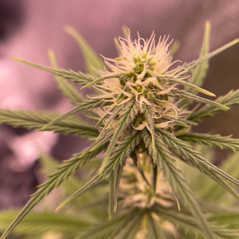 Unknown strain growlog timeline photo
