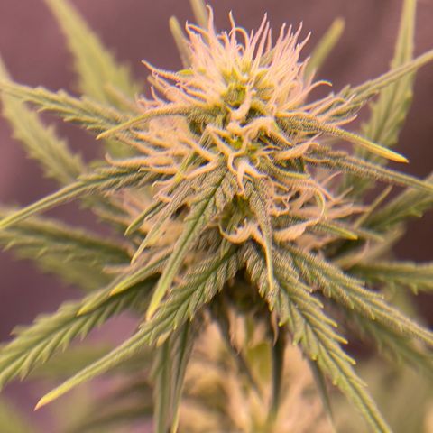 Unknown strain growlog timeline photo