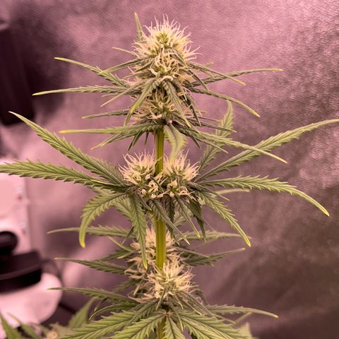 Unknown strain growlog timeline photo