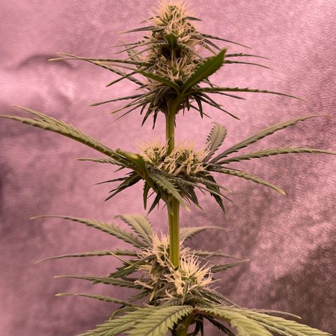 Unknown strain growlog timeline photo