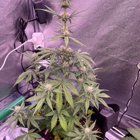Unknown strain growlog timeline photo