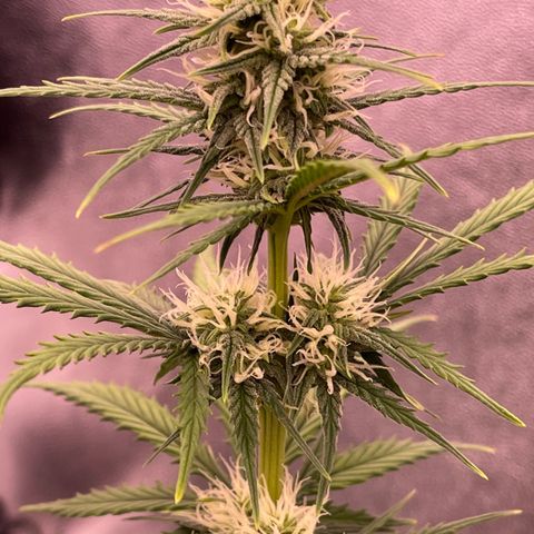 Unknown strain growlog timeline photo