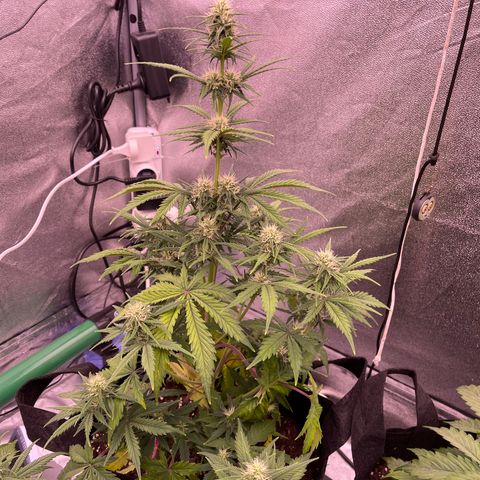 Unknown strain growlog timeline photo
