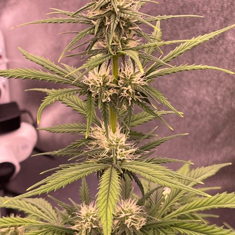 Unknown strain growlog timeline photo