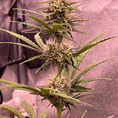 Unknown strain growlog timeline photo