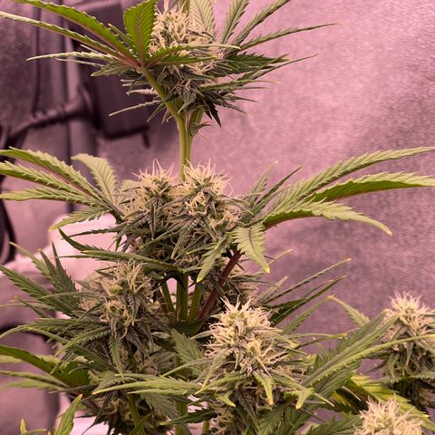 Unknown strain growlog timeline photo