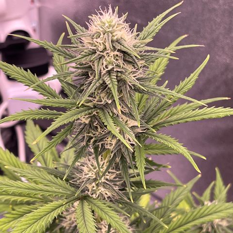 Unknown strain growlog timeline photo