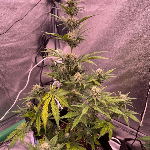 Unknown strain growlog timeline photo