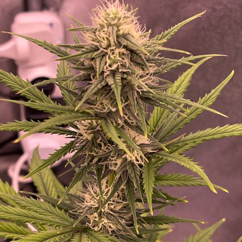 Unknown strain growlog timeline photo