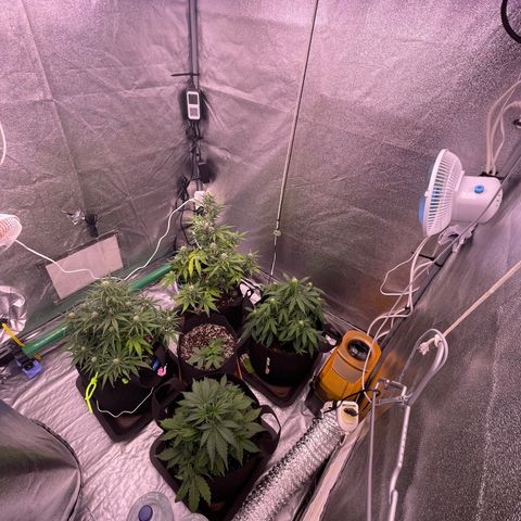 Unknown strain growlog timeline photo