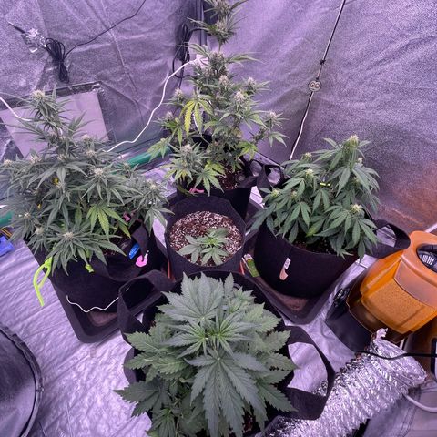 Unknown strain growlog timeline photo
