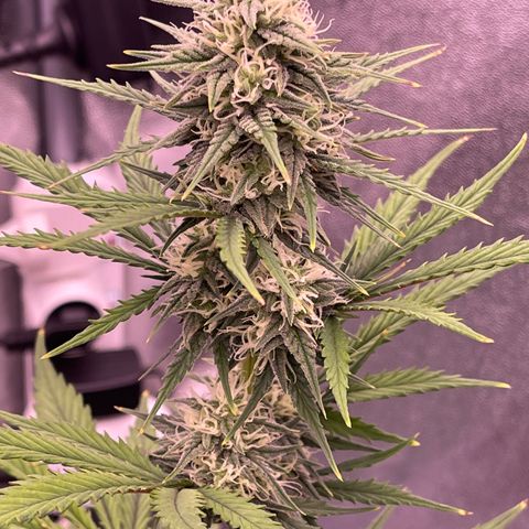 Unknown strain growlog timeline photo