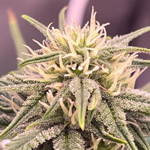 Unknown strain growlog timeline photo