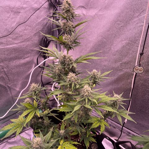 Unknown strain growlog timeline photo