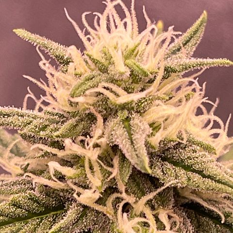 Unknown strain growlog timeline photo